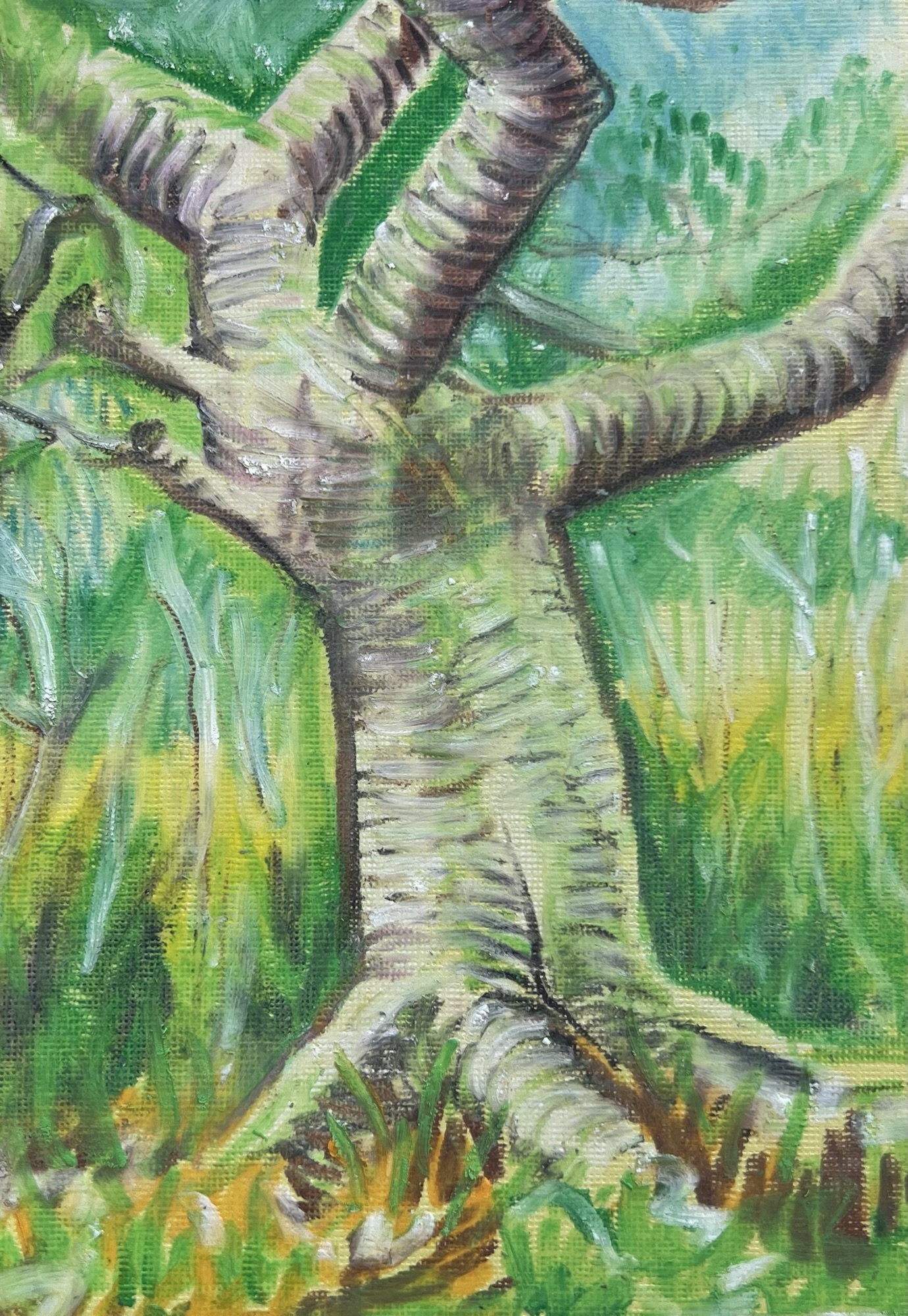 Oil pastel drawings of Mililani’s shady park trees