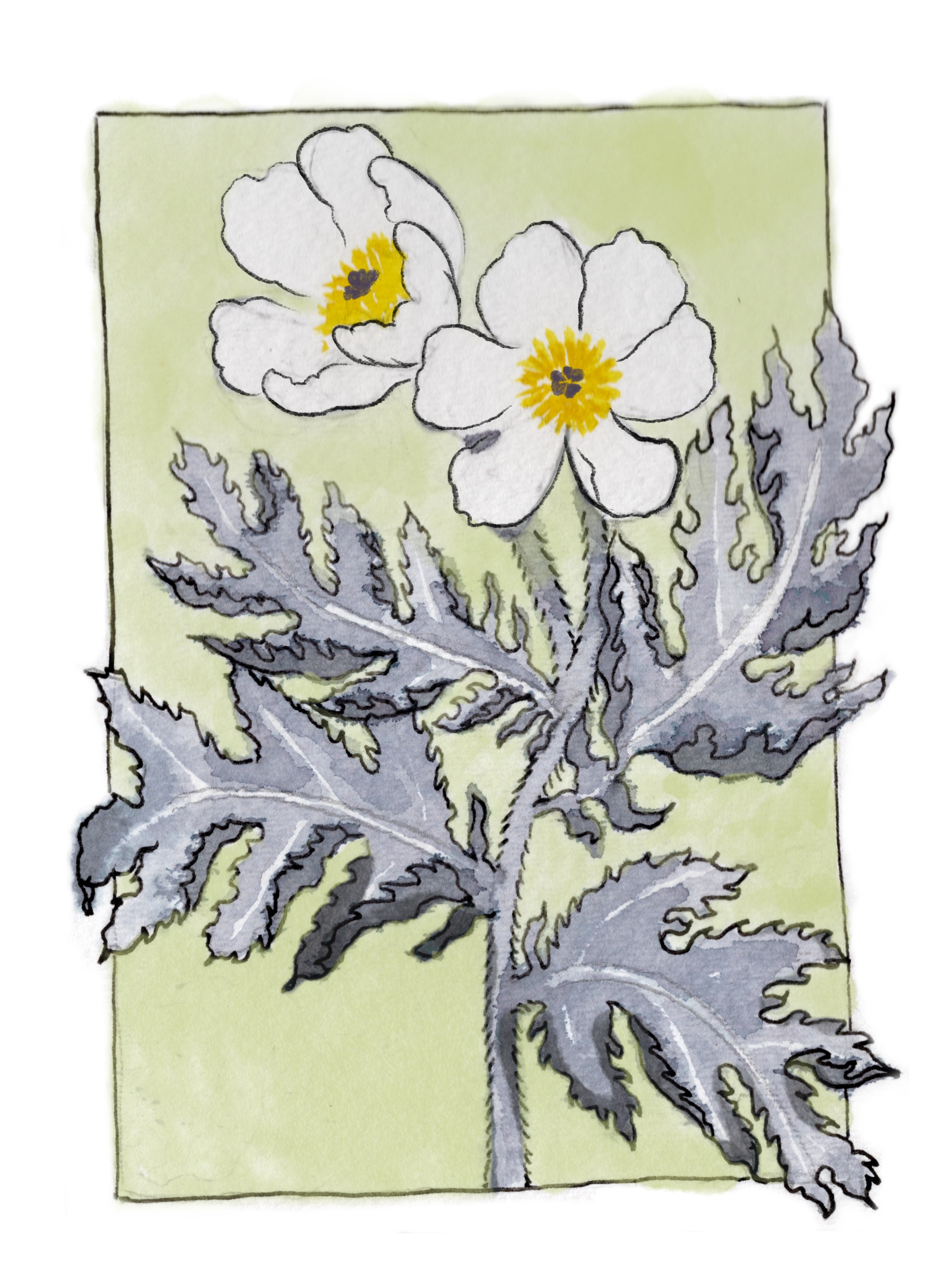 Ink wash drawing of endemic Hawaiian flower Pua Kala