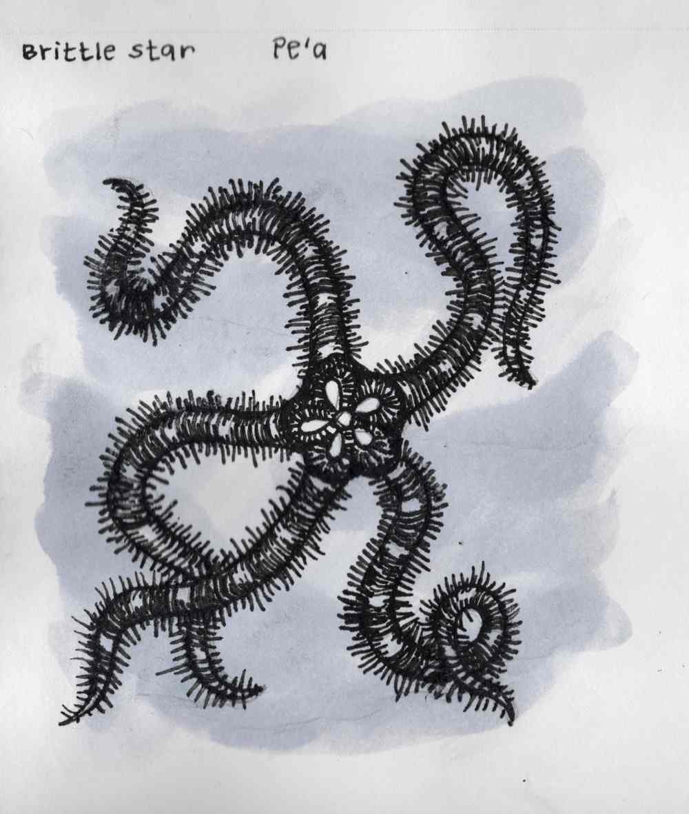 Inktober day 7: STARFISH | Brittle Star ink drawings