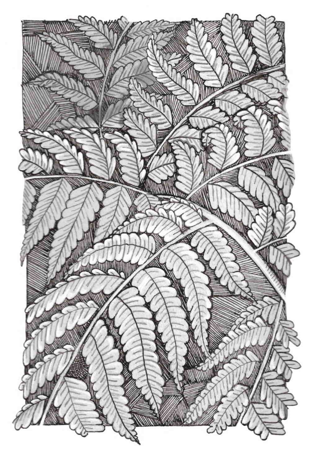 Ink drawing of Hapu’u Fern for Inktober Laulima style